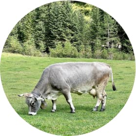 a cow